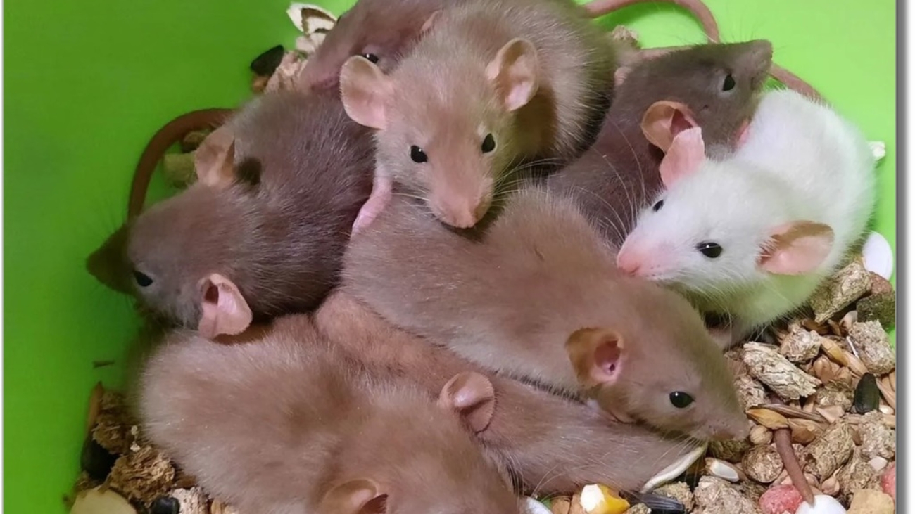 Декоративные крысы. Чем кормить декоративную крысу?