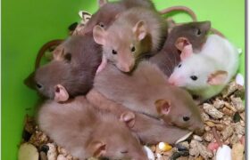 Декоративные крысы. Чем кормить декоративную крысу?