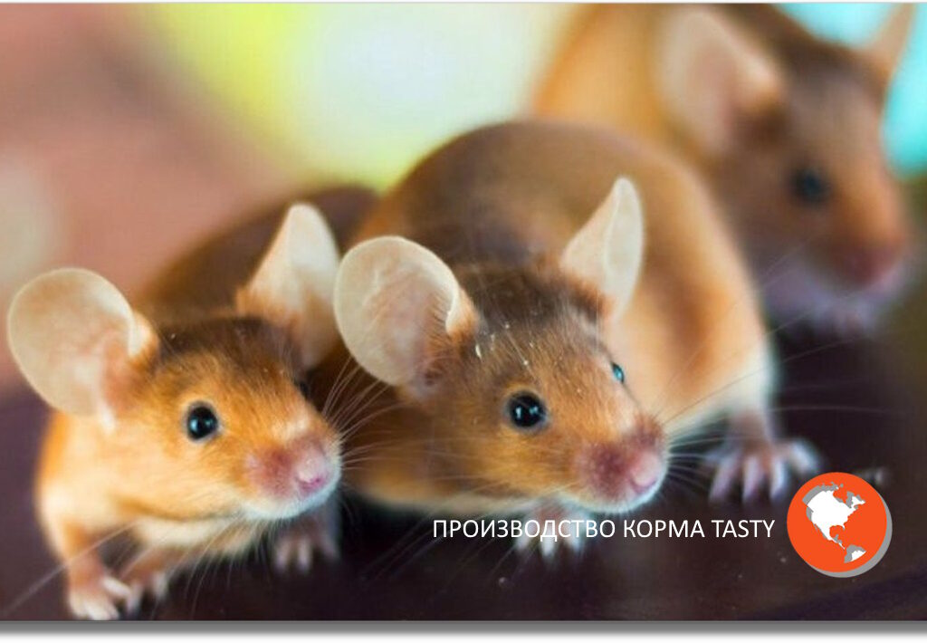 Tasty — лучшие корма для грызунов.