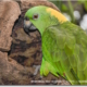 Попугай Амазон. Чем кормить амазонского попугая?